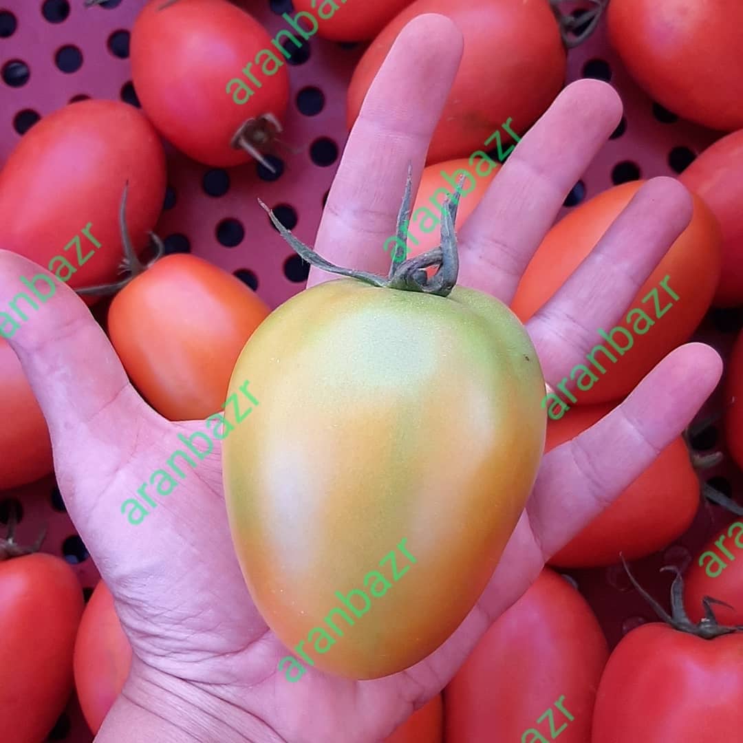 بذر گوجه فرنگی نینا F1