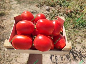بذر گوجه هیبرید روم