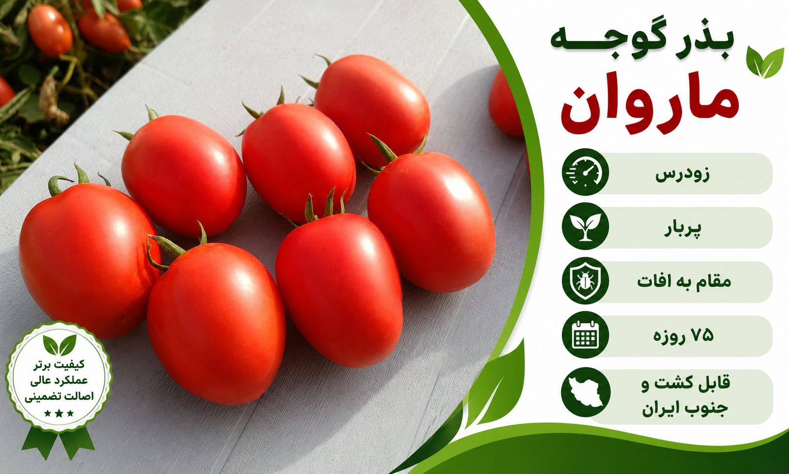 بذر گوجه فرنگی ماروان