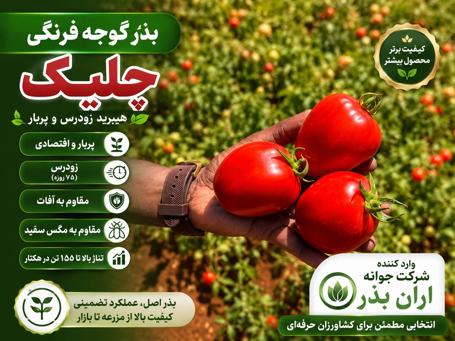 بذر گوجه فرنگی چلیک