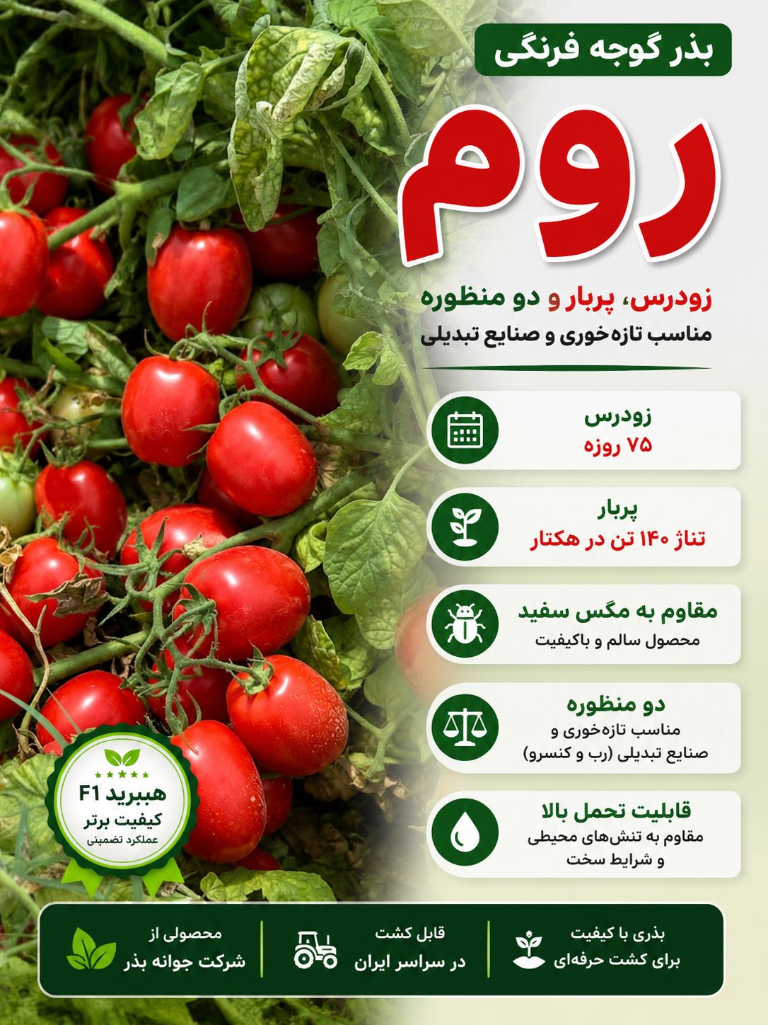 بذر گوجه فرنگی روم