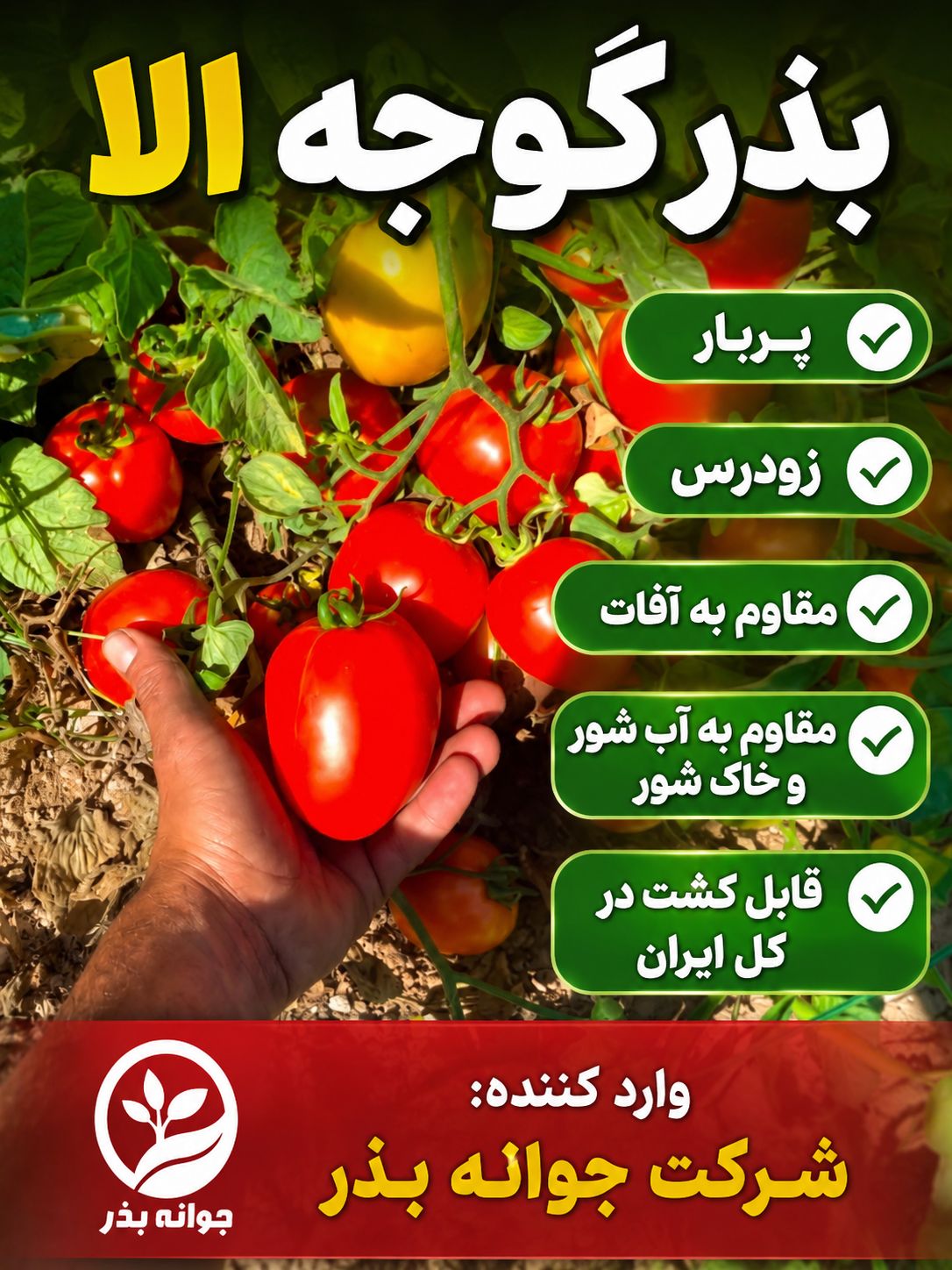 ذر گوجه الا - جوانه اران بذر