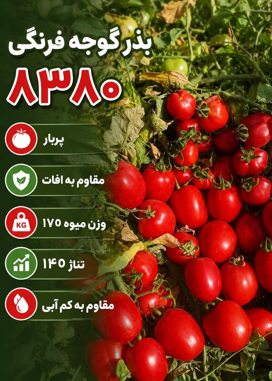 بذر گوجه فرنگی۸۳۸۰