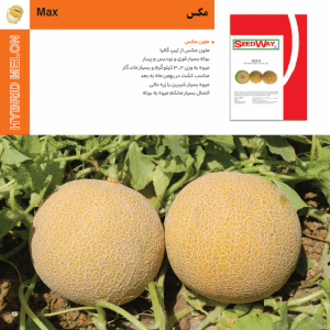 بذر خربزه مکس
