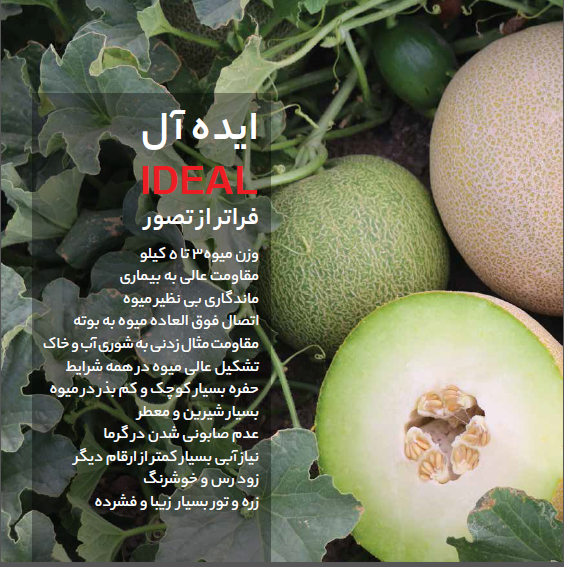 بذر ملون ایده ال