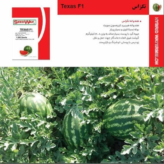 بذر هندوانه تگزاس