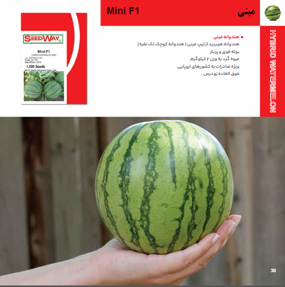 بذر هندوانه مینی