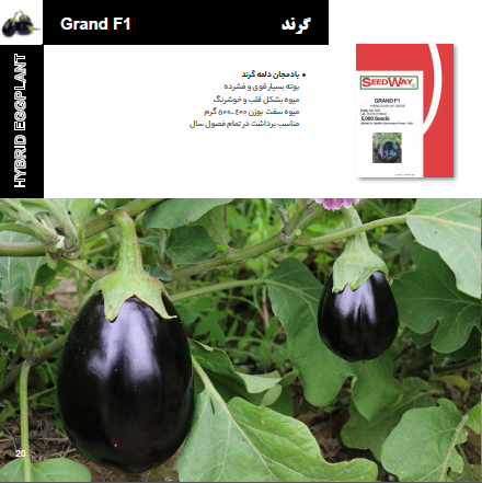 بذر بادمجان گرند