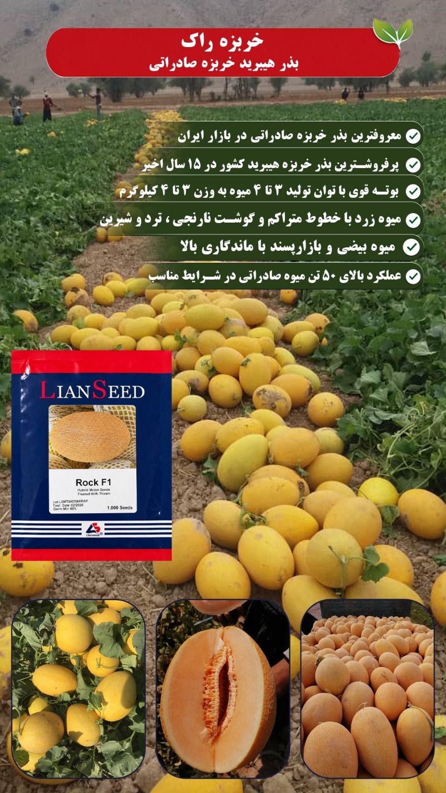 بهترین ملون انانسی راک