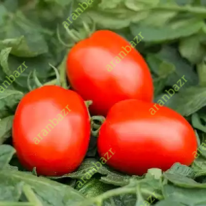 بذر گوجه کاترین