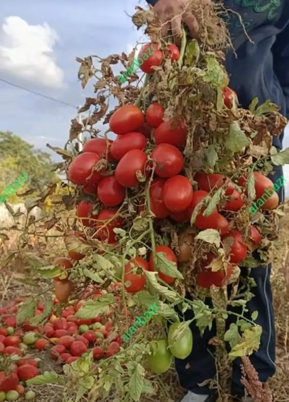 بذر گوجه فرنگی کرال - تصویر 9