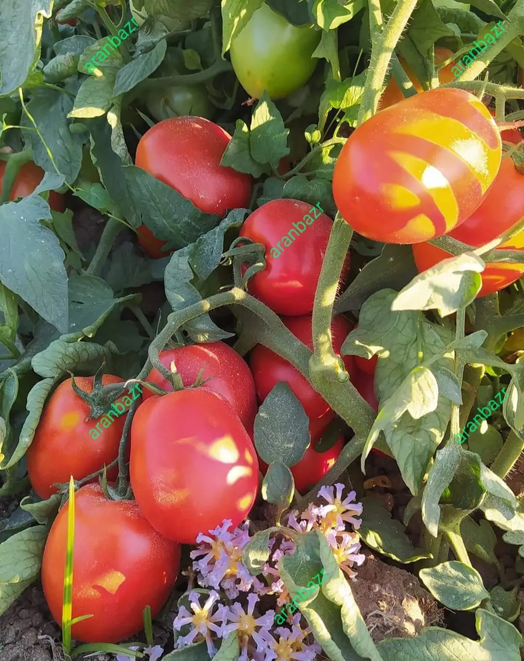 بذر گوجه فرنگی کرال - تصویر 6