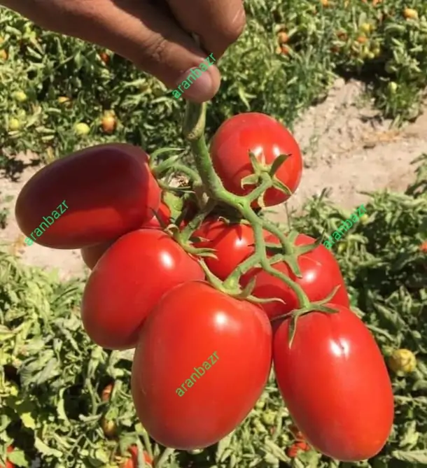 بذر گوجه فرنگی کرال - تصویر 7