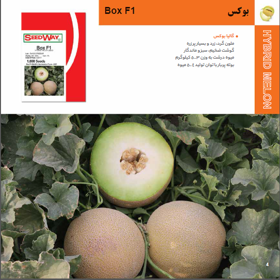 بذر خربزه بوکس
