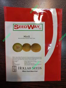 بذر خربزه هیبرید مکس