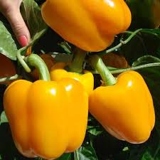 بذر فلفل هیبرید گلخانه ای