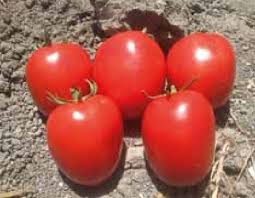 بذر گوجه فرنگی گلد