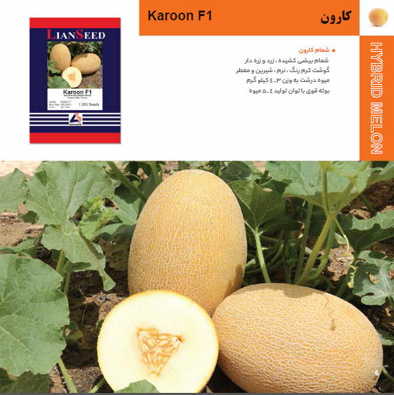 بذر خربزه کارون