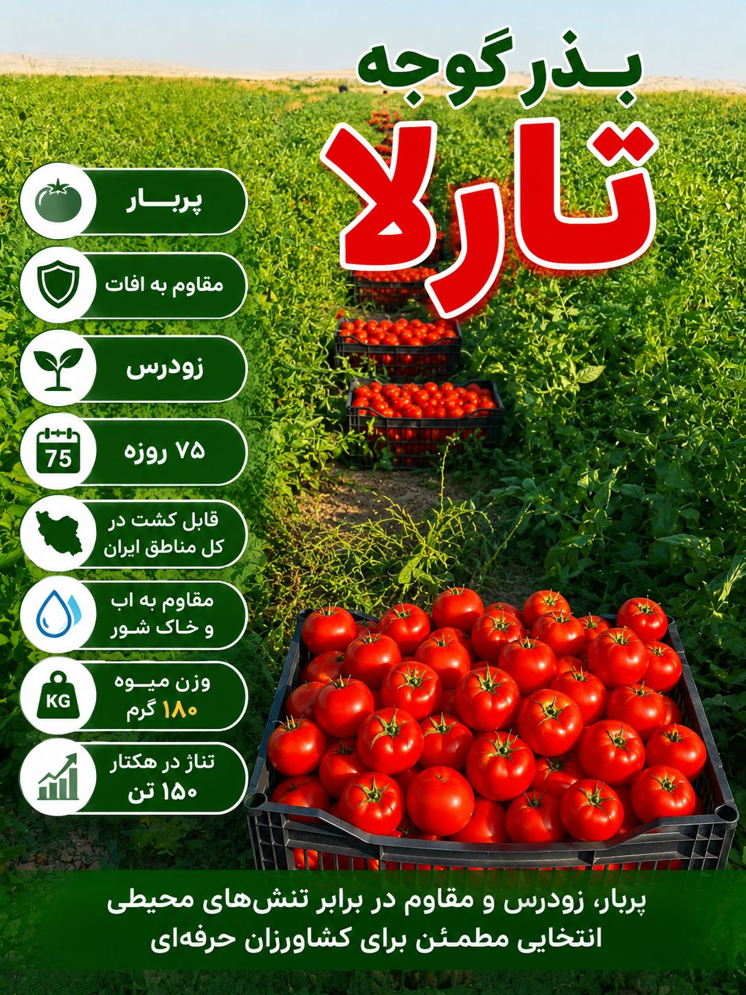 بذر گوجه گرد مقاوم به افات