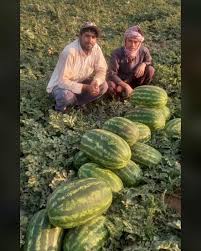 بذر هندوانه b32 سمینیس
