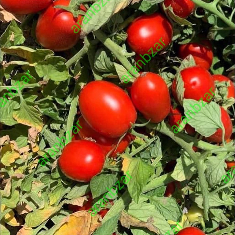 بذر گوجه فرنگی هیبرید سوپر روبینو مودستو
