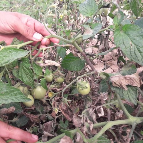 مبارزه شيميايی با بيماری پژمردگی فوزاريومی گوجه