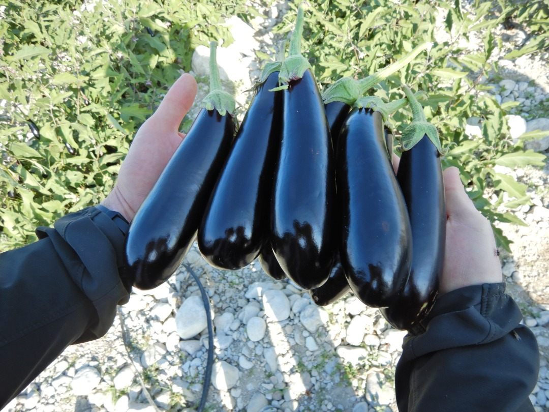 بذر هیبرید بادمجان هان