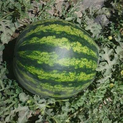 بذر هندوانه میکادو ساتری