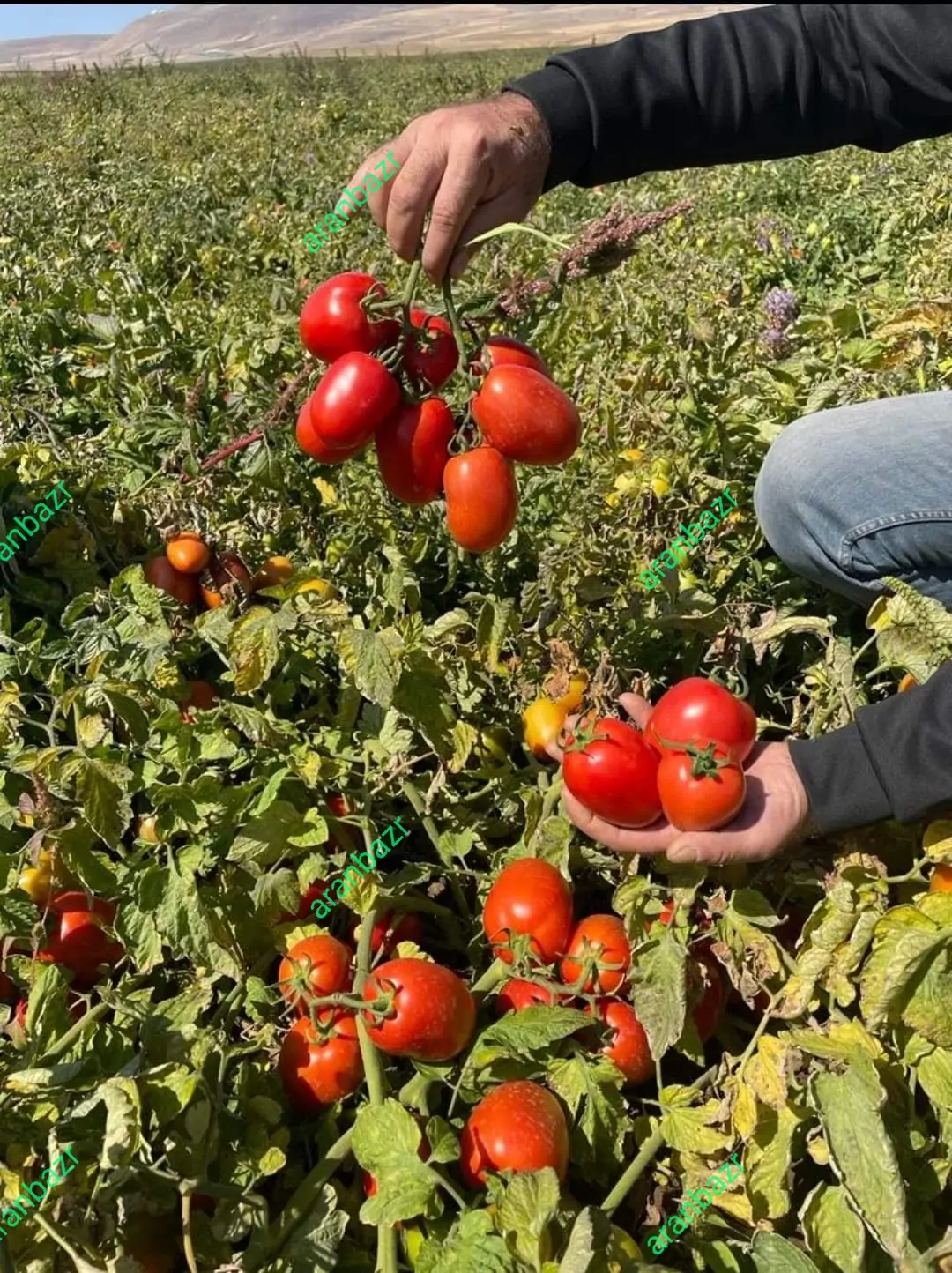 بذر گوجه فرنگی زودرس و پربار کرال - تصویر 10