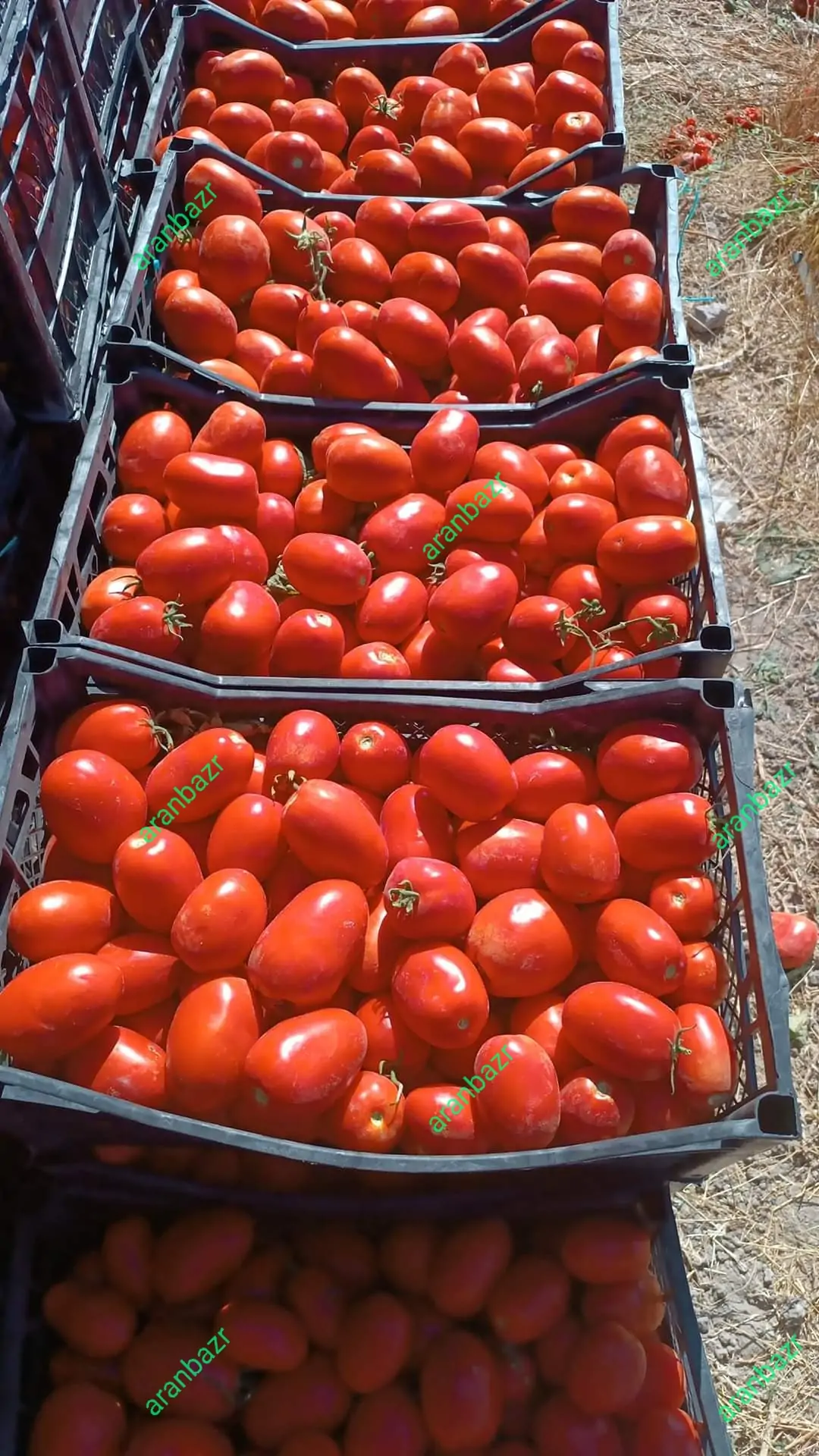 بذر گوجه فرنگی زودرس و پربار کرال - تصویر 7