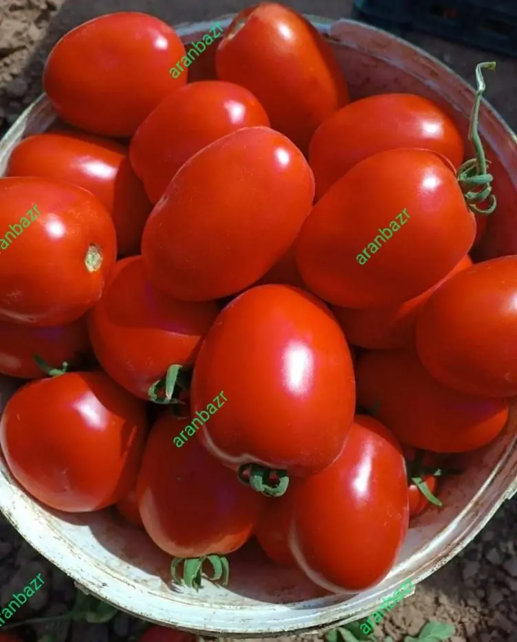 بذر گوجه فرنگی زودرس و پربار کرال - تصویر 8