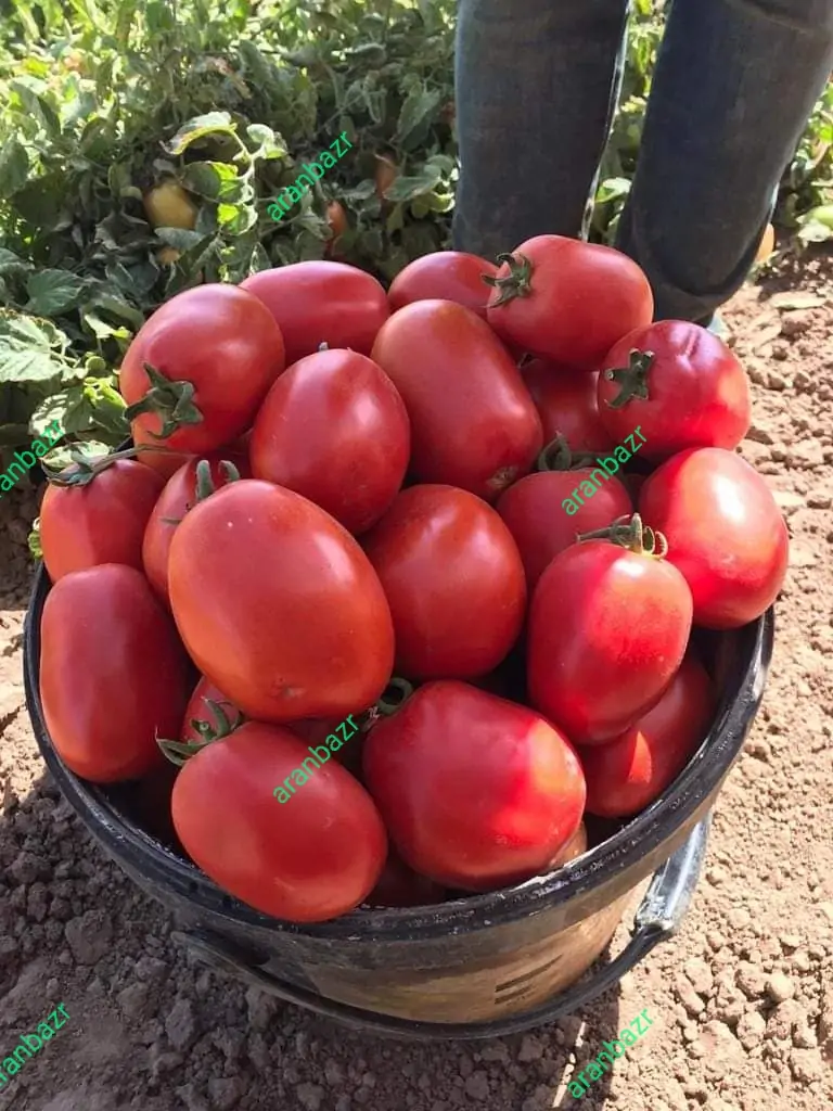 بذر گوجه فرنگی زودرس و پربار کرال - تصویر 9