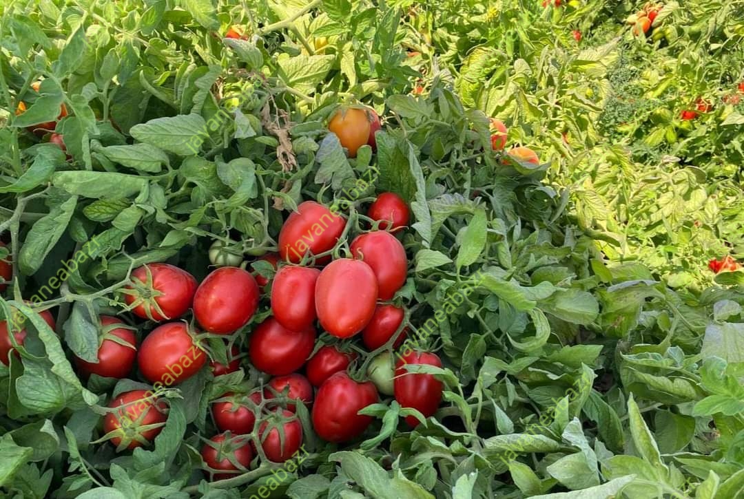 بذر گوجه فرنگی ناچر
