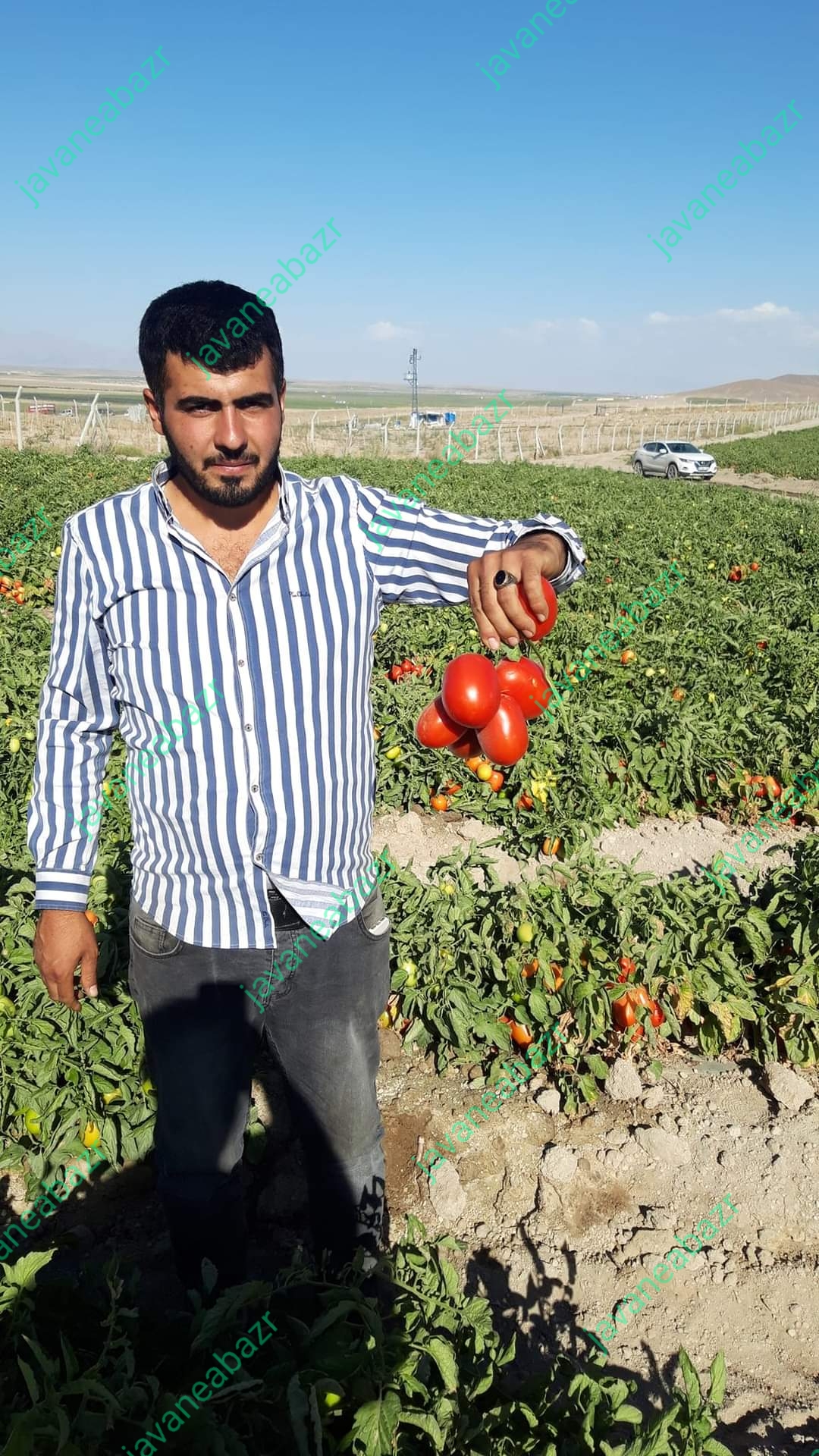 بذر گوجه فرنگی ناچر