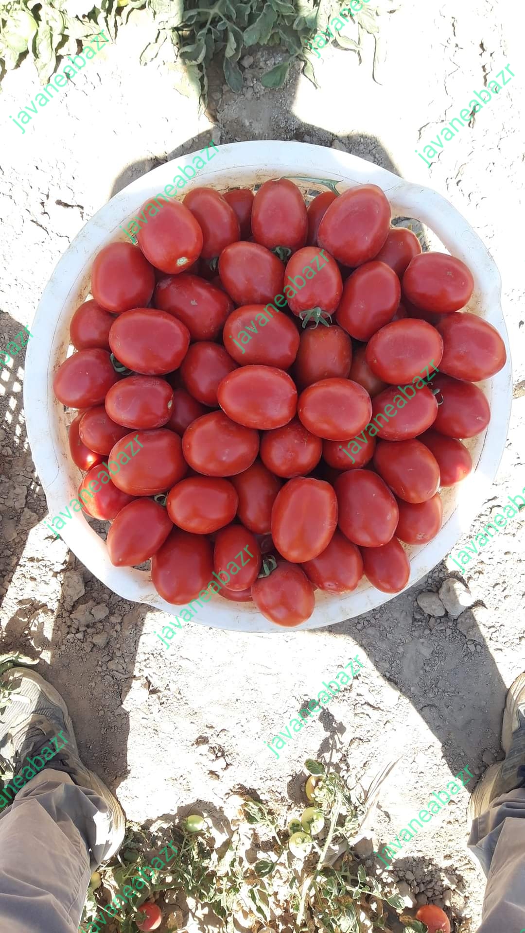 بذر گوجه فرنگی ناچر