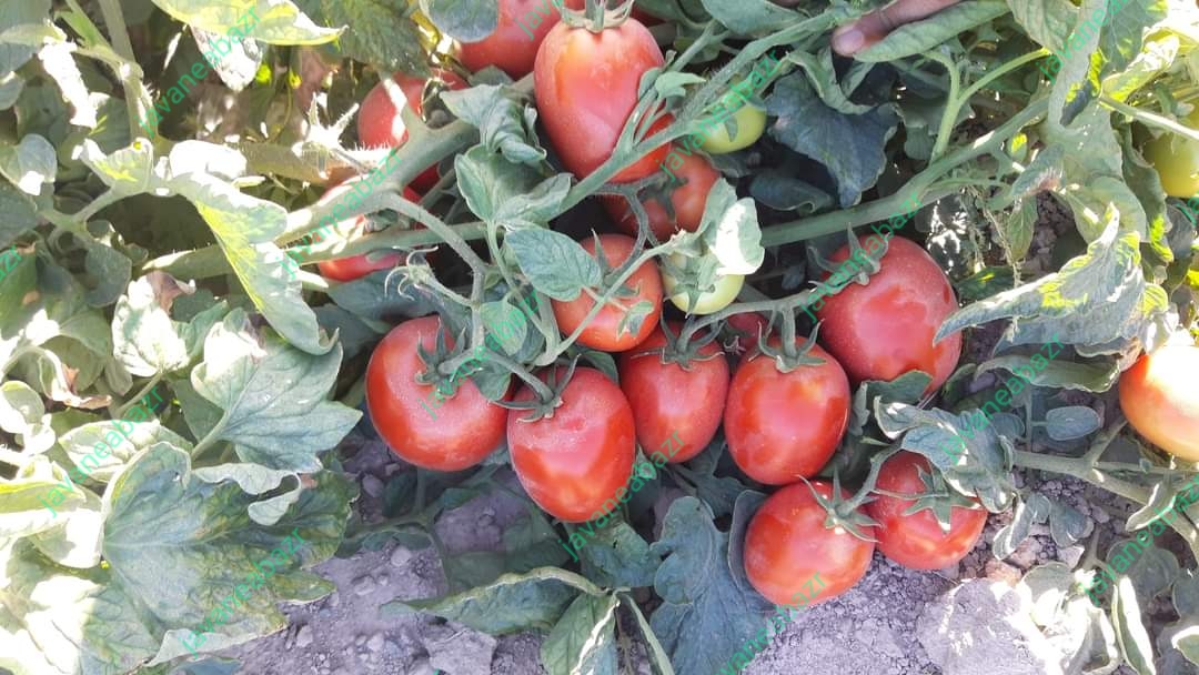 بذر گوجه فرنگی ناچر