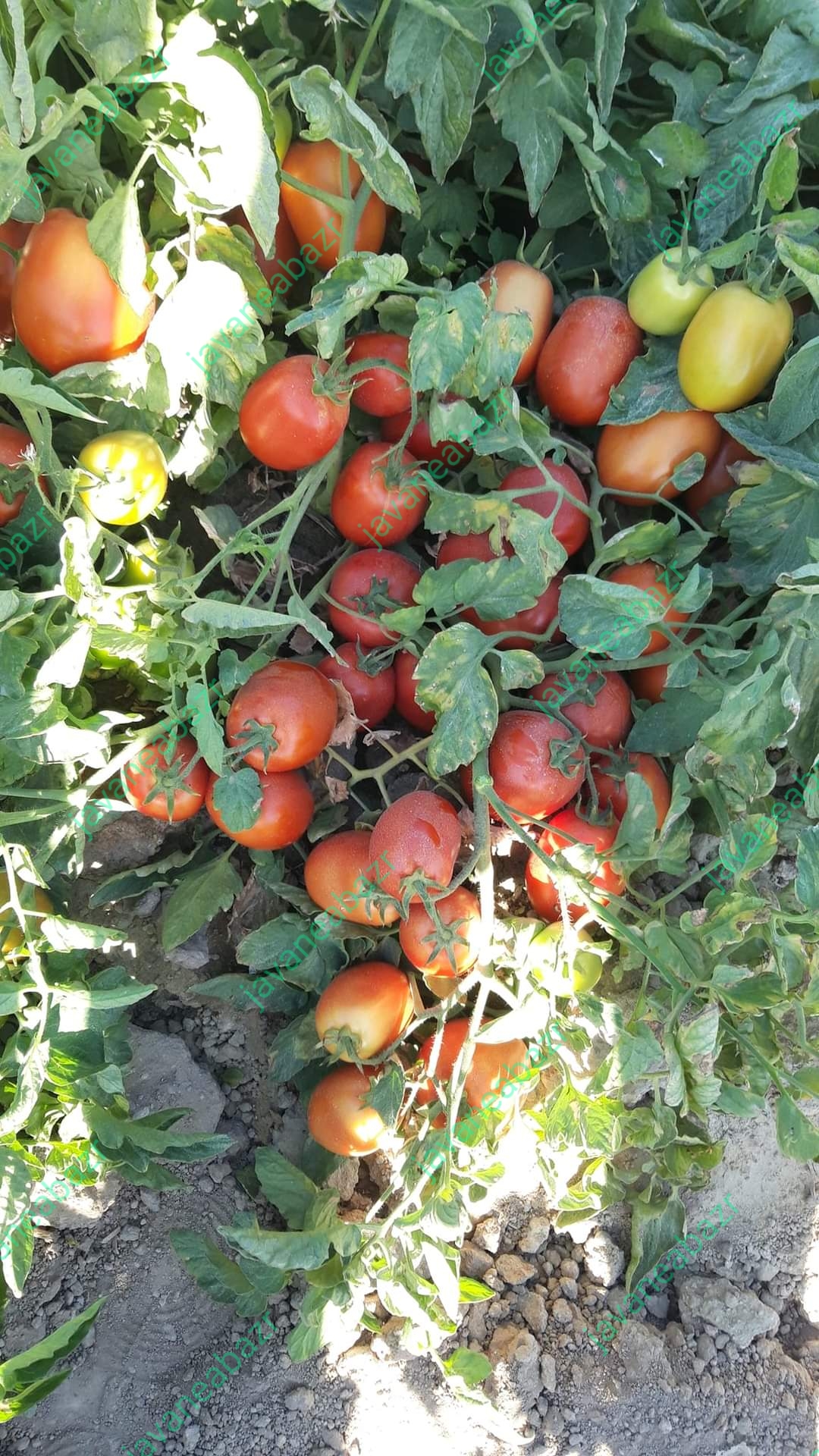 بذر گوجه فرنگی ناچر