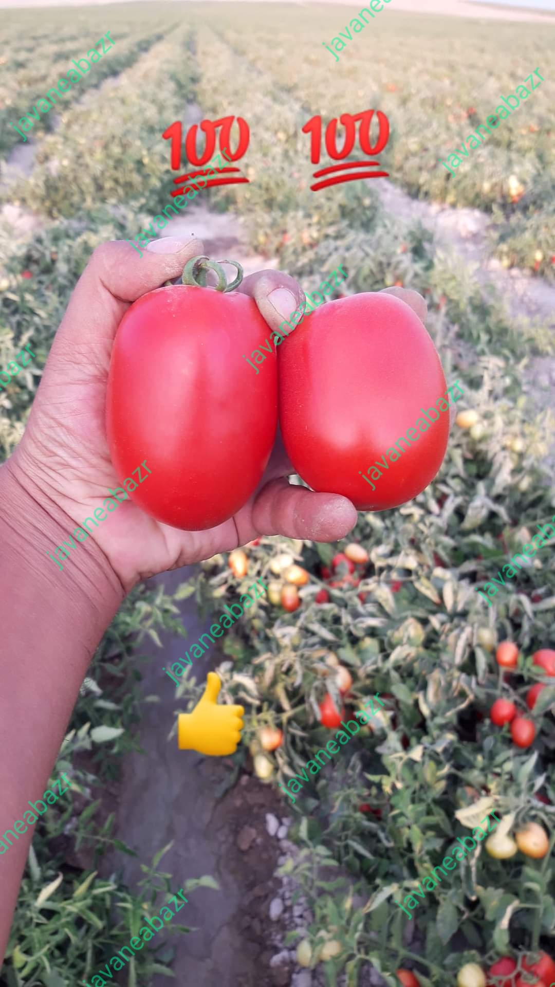 بذر گوجه فرنگی لورتا