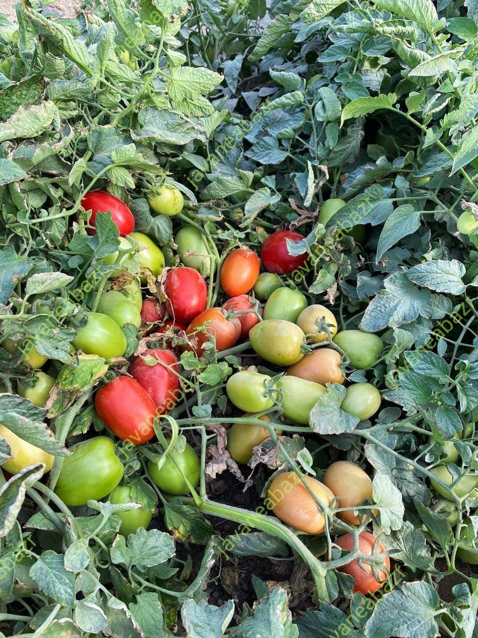 بذر گوجه فرنگی ناچر