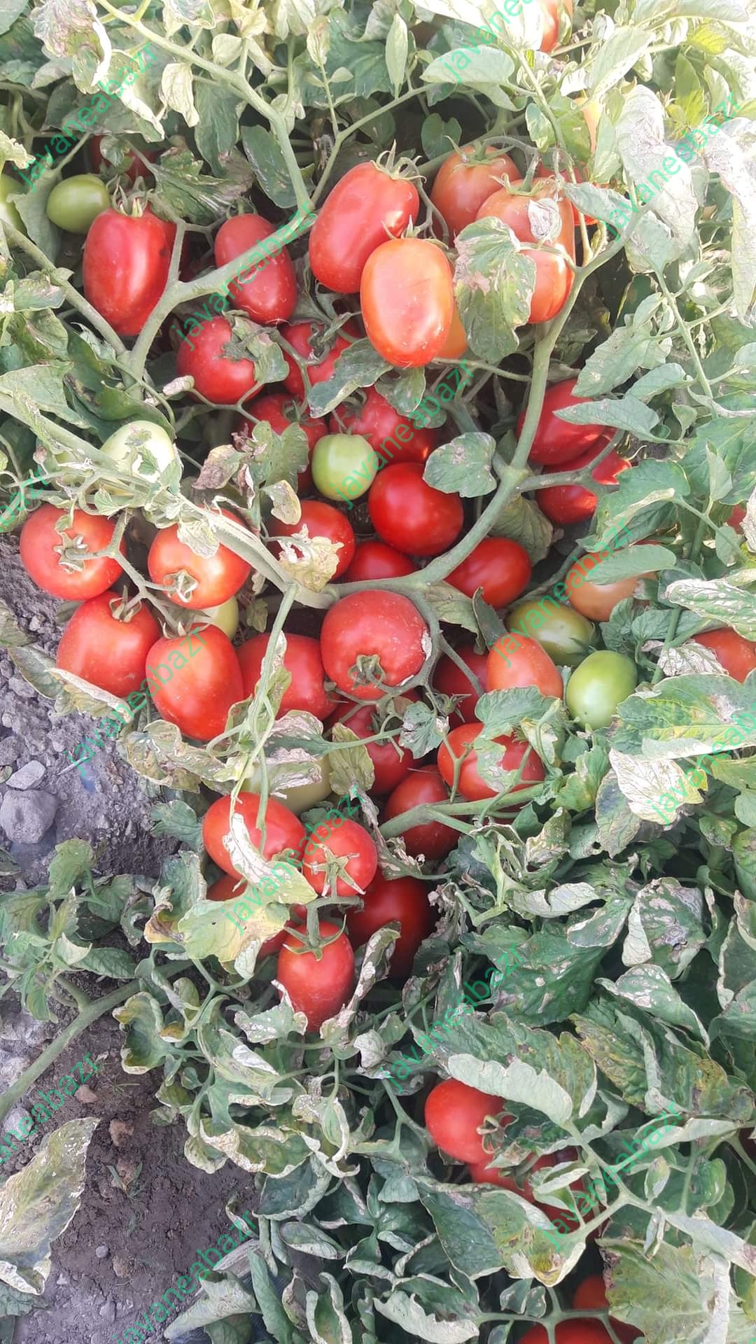 بذر گوجه فرنگی ناچر