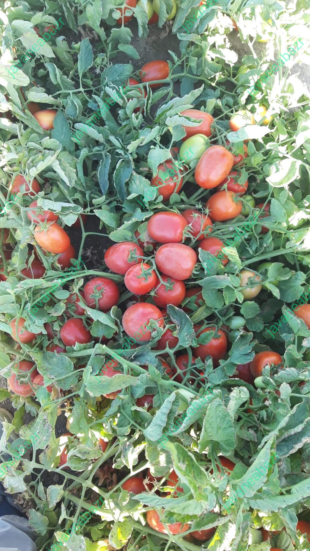 بذر گوجه فرنگی ناچر