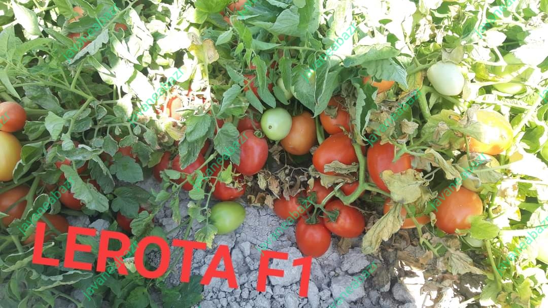 بذر گوجه فرنگی لورتا