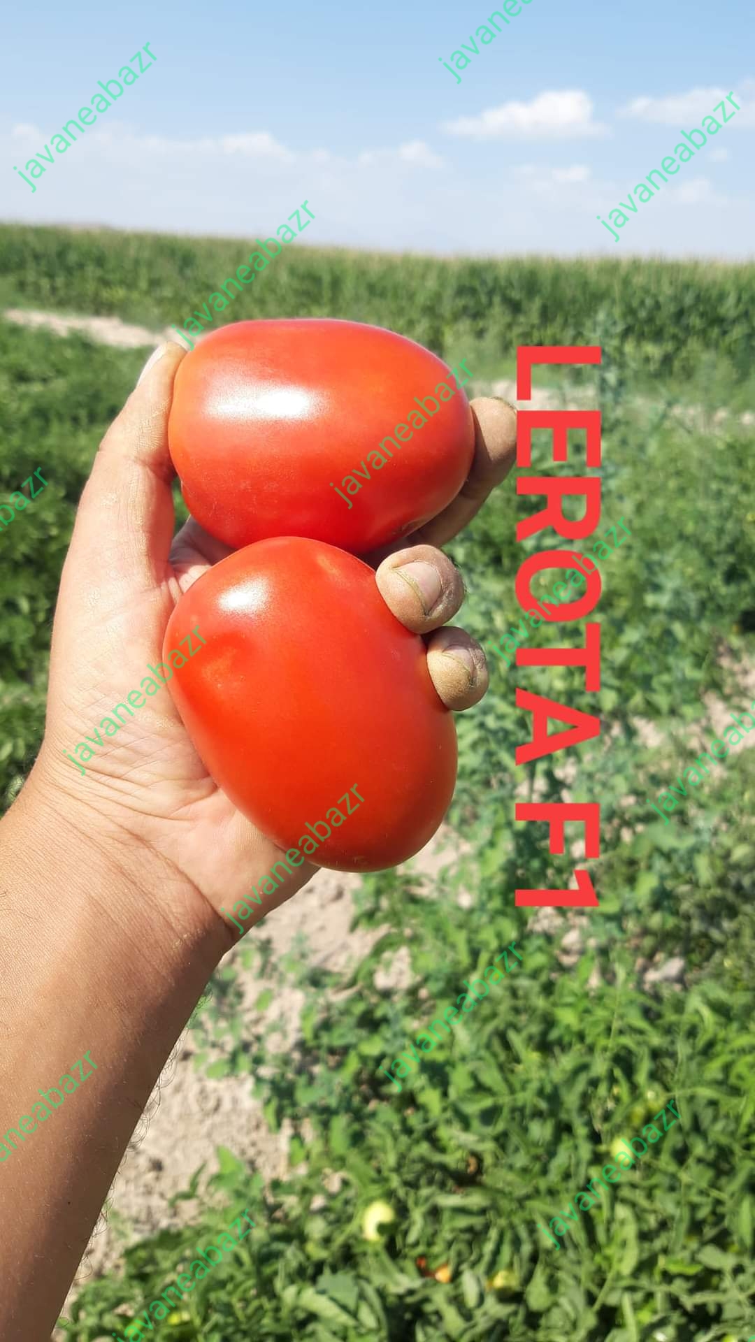 بذر گوجه فرنگی لورتا