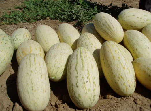 بذر خربزه درگزی