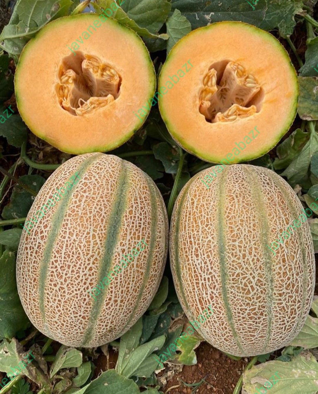 بذر هیبرید طالبی جانان