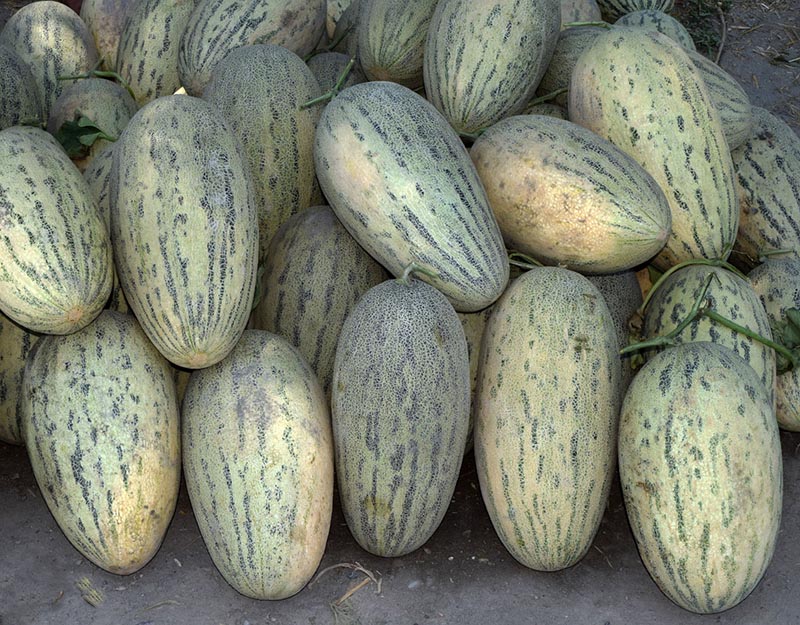 بذر خربزه درگزی