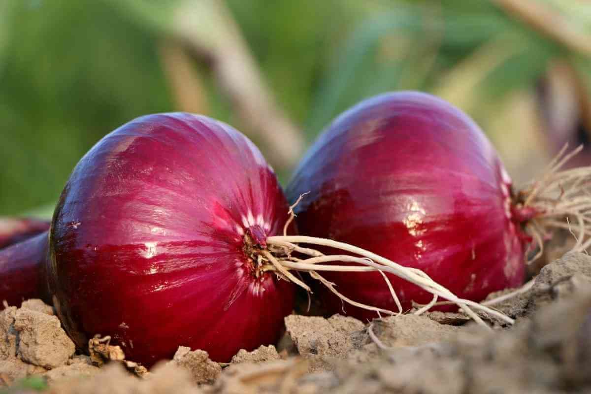 بذر پیاز مالبک