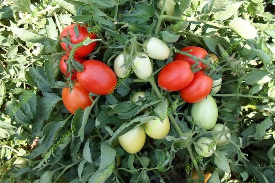 بذر گوجه اسپیناس