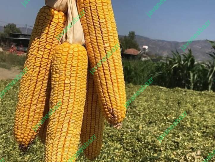 بذر ذرت تکدروک