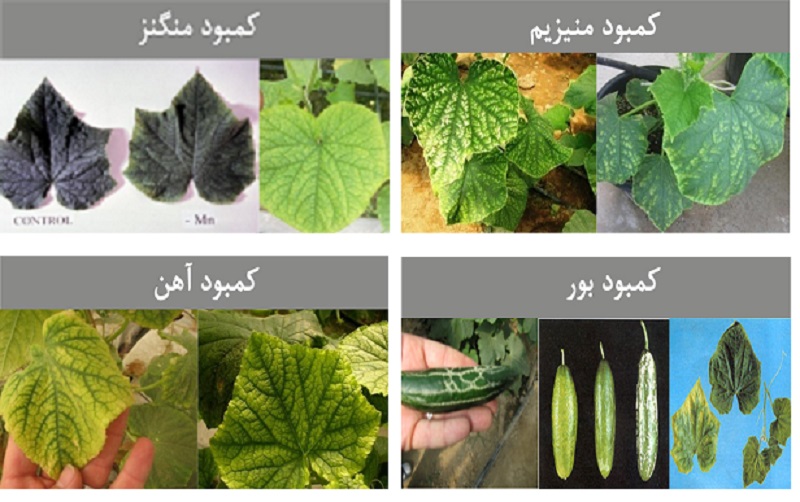 کمبود عناصر خیار